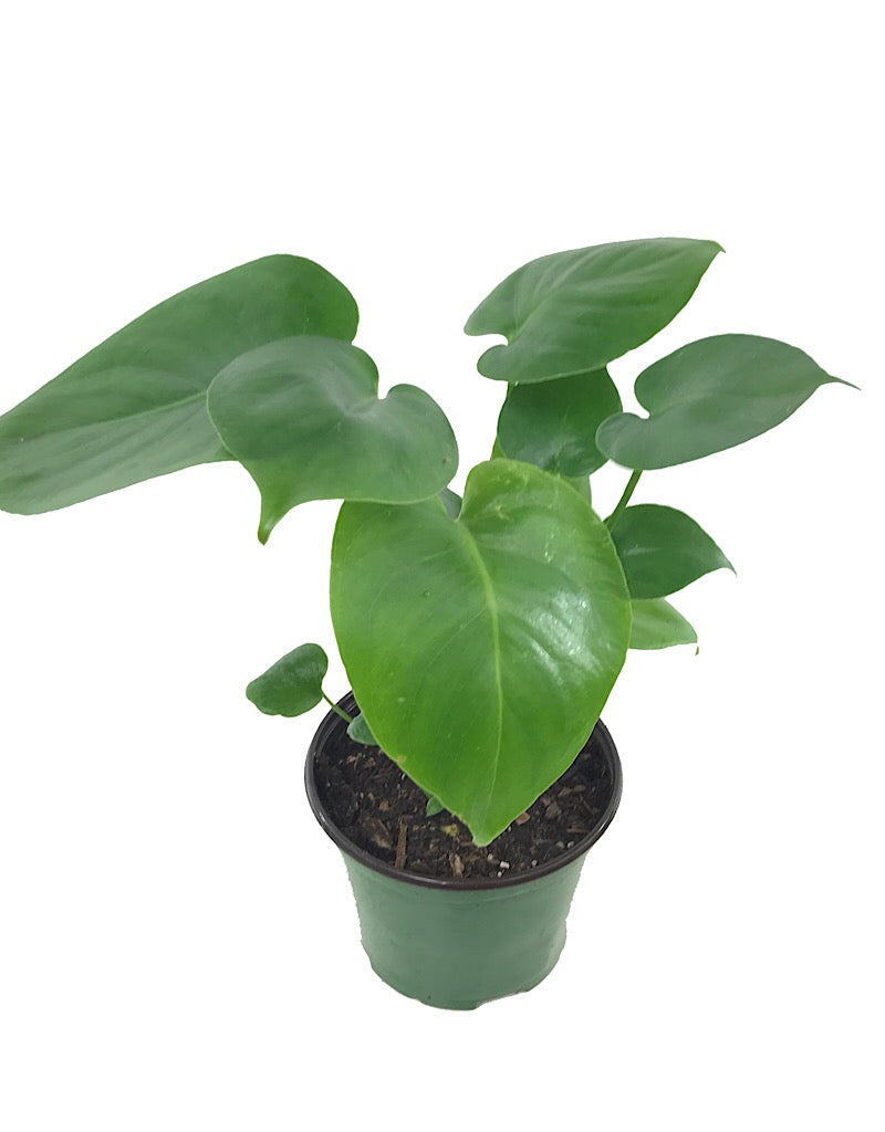 Monstera deliciosa