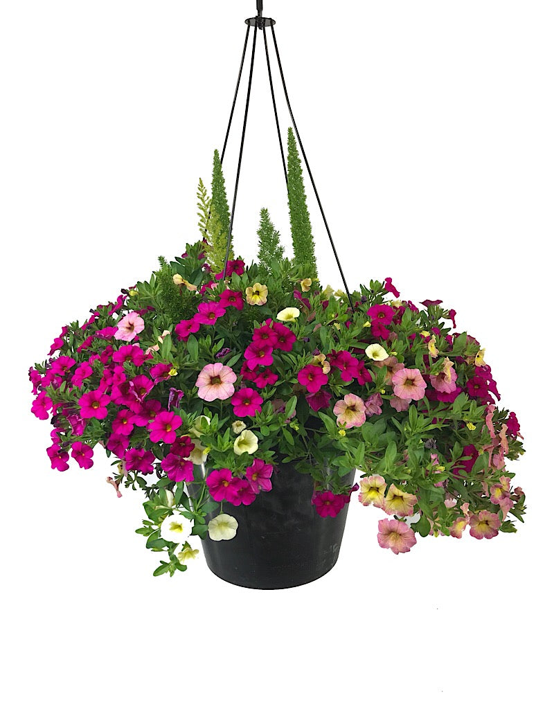 Rebel Basket Combination 1 - Annuals