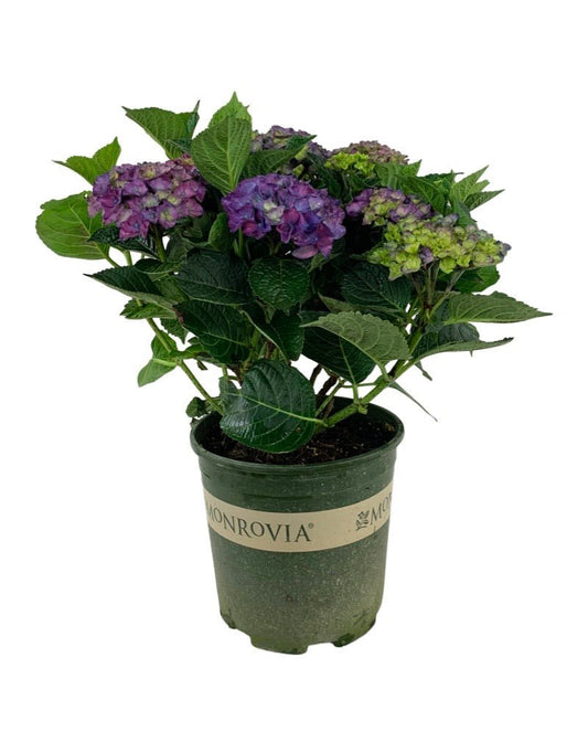 Hydrangea macrophylla 'Seaside Serenade Newport' - The Garden Corner