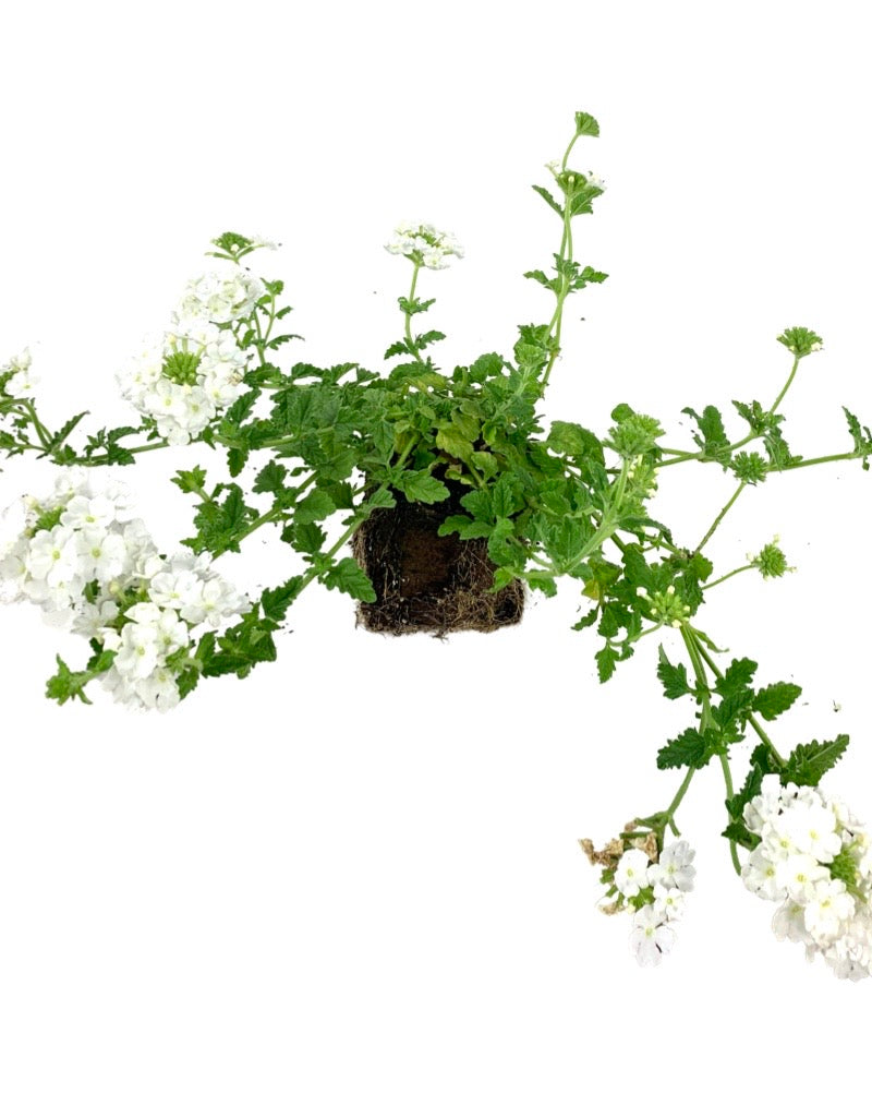 Verbena 'Endurascape White'