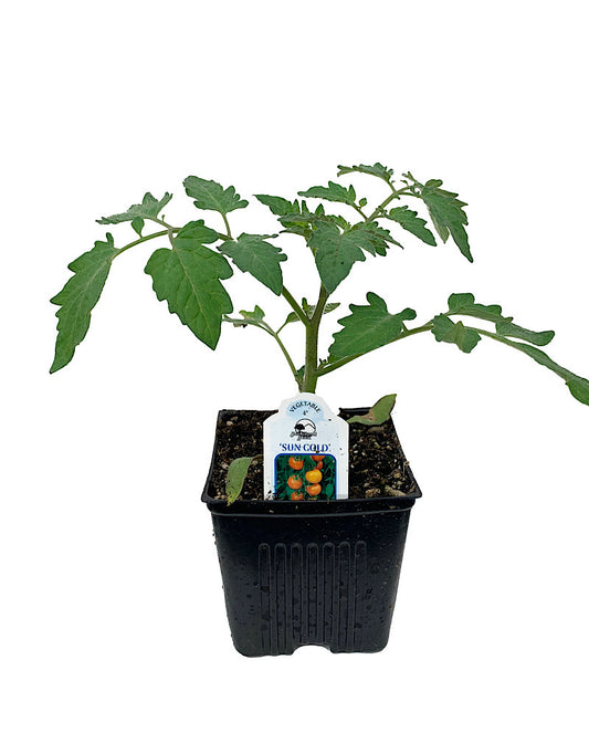 Tomato 'Sun Gold'
