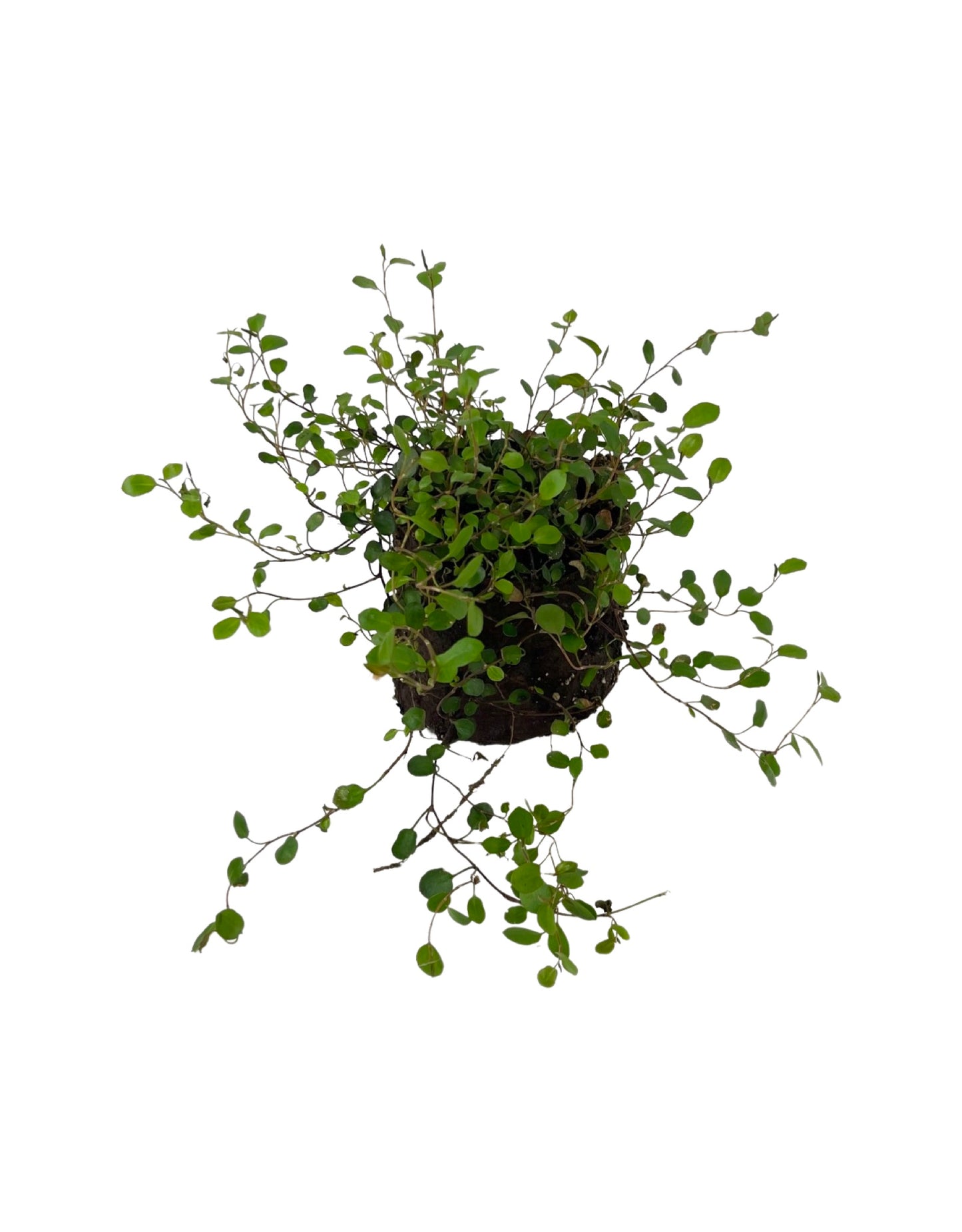 Muehlenbeckia 'Sealand' 4 Inch