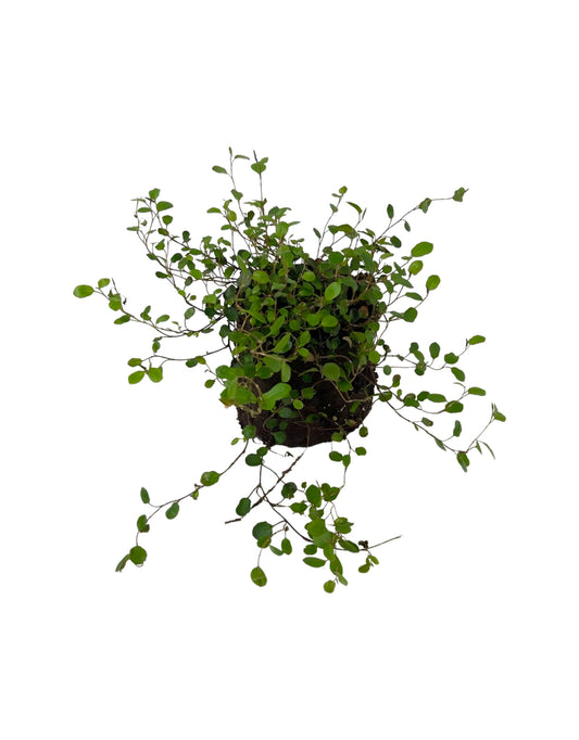 Muehlenbeckia 'Sealand' 4 Inch