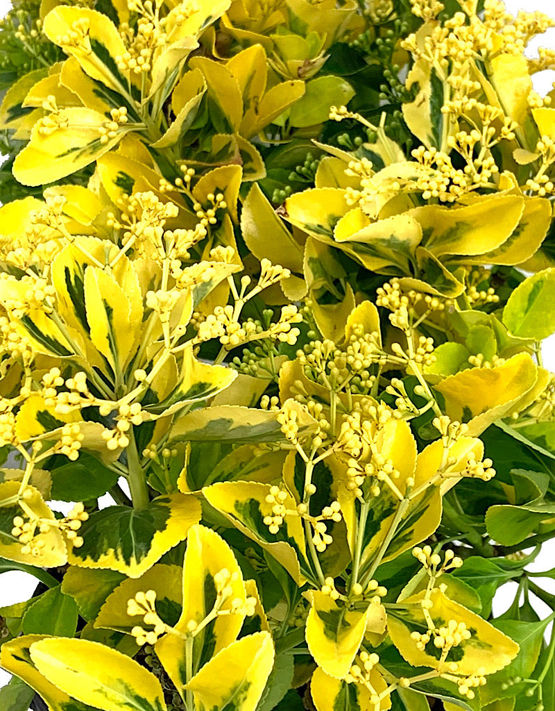 Euonymus japonicus 'Aureo-Marginatus' 1 Gallon