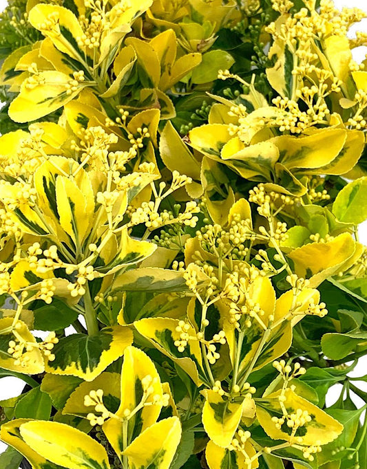 Euonymus japonicus 'Aureo - Marginatus' 1 Gallon - The Garden Corner