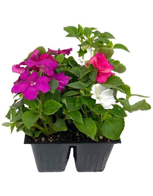Impatiens 'Beacon Portland Mix'