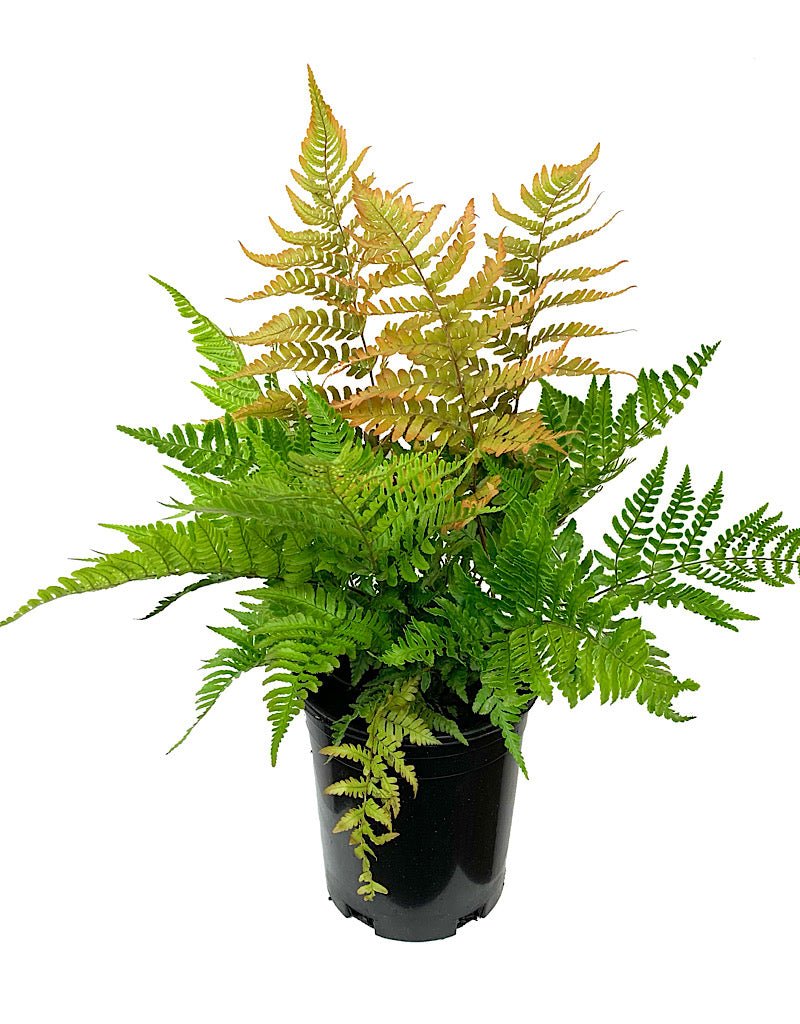 Dryopteris erythrosora 'Brilliance' - The Garden Corner
