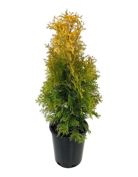 Thuja occidentalis 'Jantar'