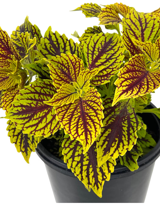 Coleus 'Main Street Venice Boulevard'