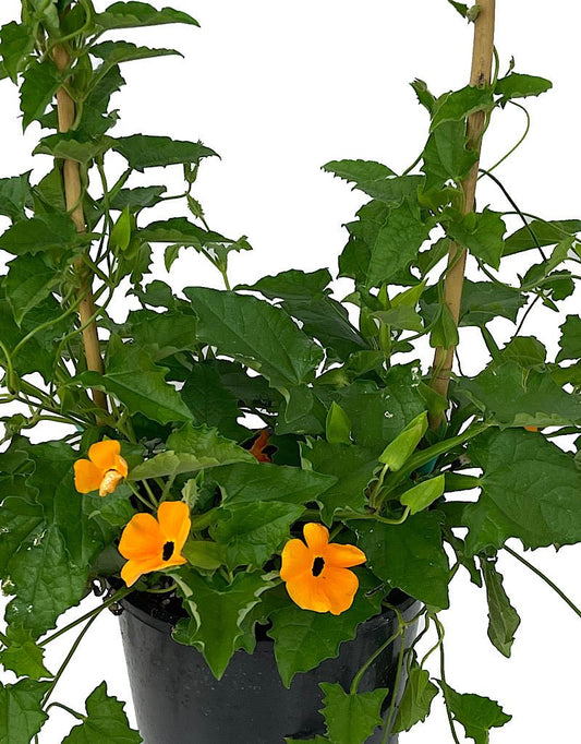 Thunbergia 'Orange w/ Black Eye' 1 Gallon - The Garden Corner