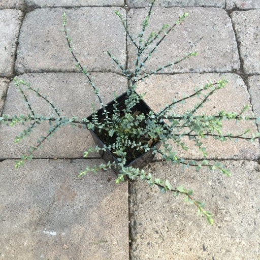 Hebe pimeleoides 'Quicksilver' - Shrubs