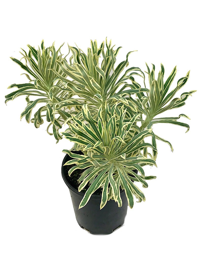 Euphorbia 'Tasmanian Tiger'
