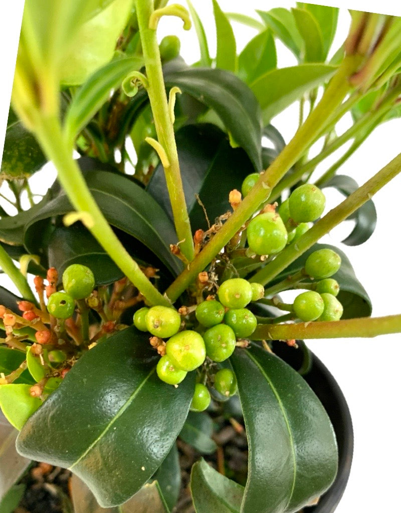 Skimmia reevesiana  (Male and Female)