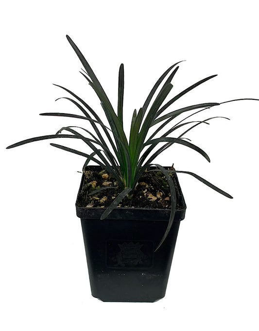 Ophiopogon planiscapus 'Nigrescens'
