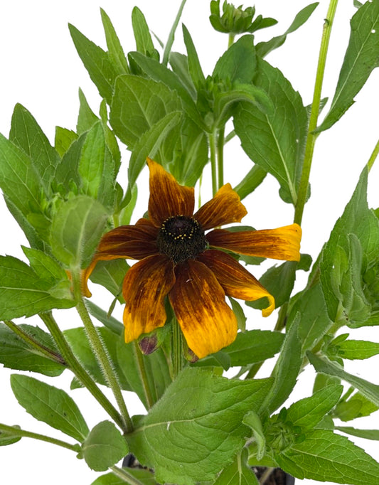Rudbeckia 'Rising Sun Chestnut Gold' 1 gal