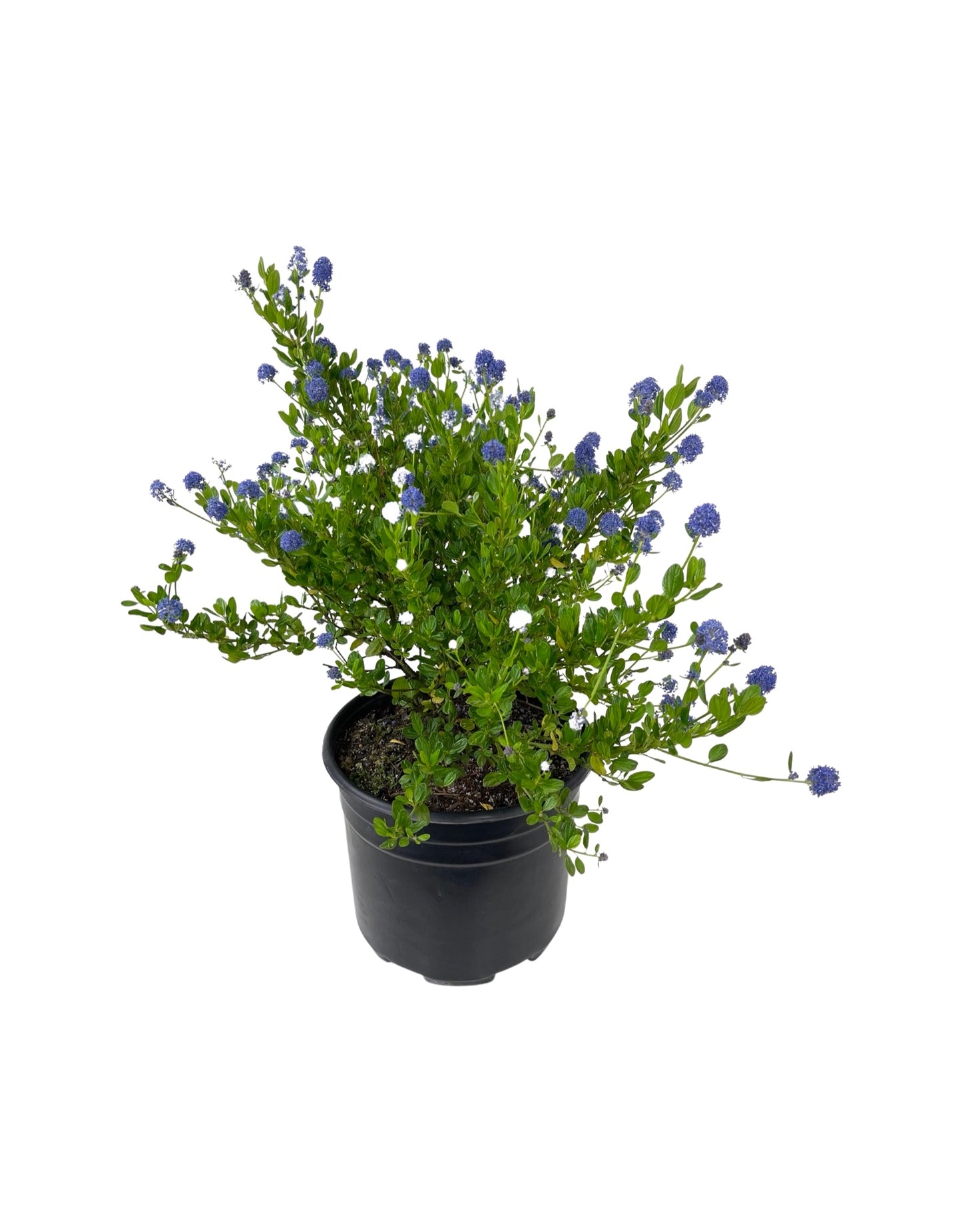 Ceanothus thyrsiflorus 'Victoria' - The Garden Corner