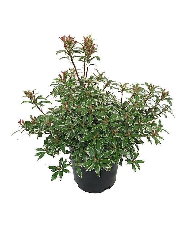 Pieris japonica 'Little Heath' 1 gal The Garden Corner