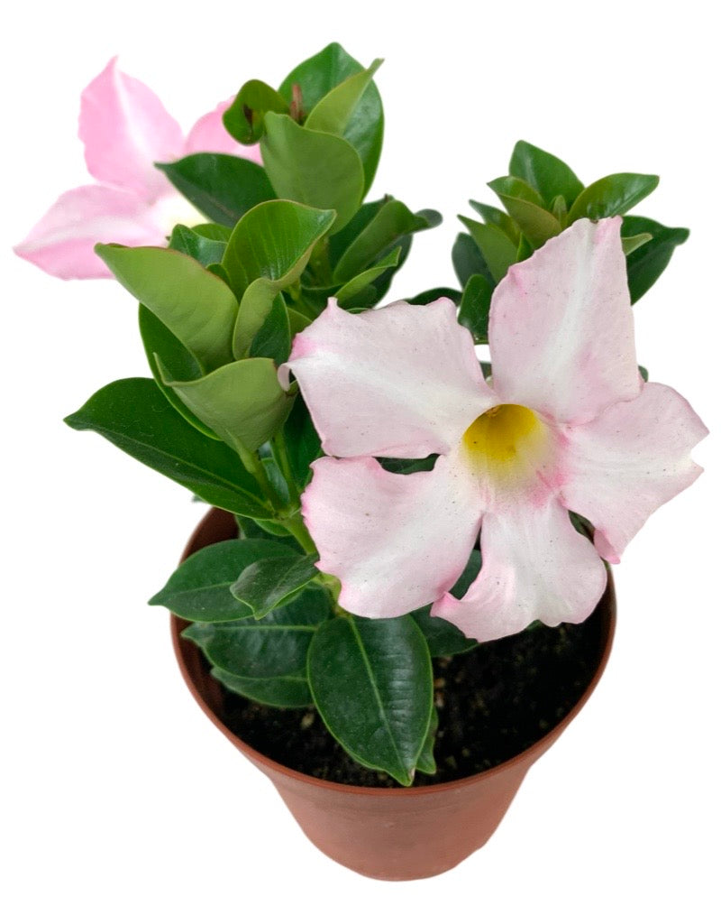 Mandevilla 'Pink' Quart