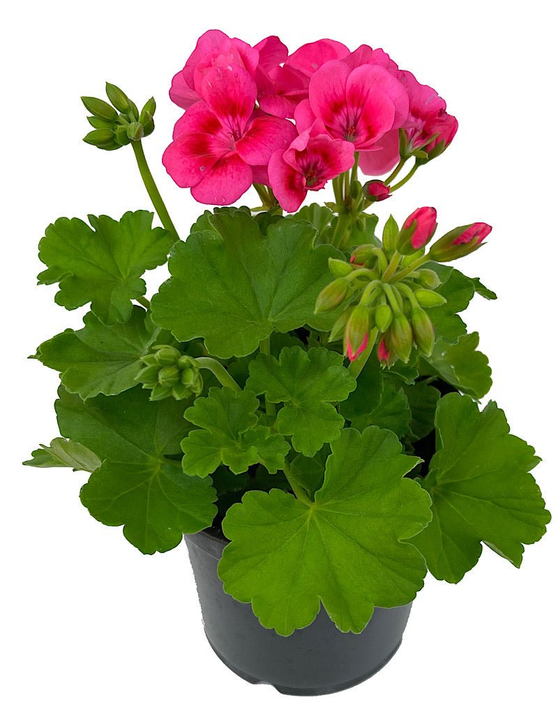 Geranium Zonal 'Pretty Little Pink Splash' 5 Inch The Garden Corner