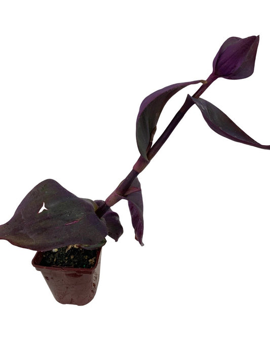 Tradescantia 'Godzilla' 4 Inch