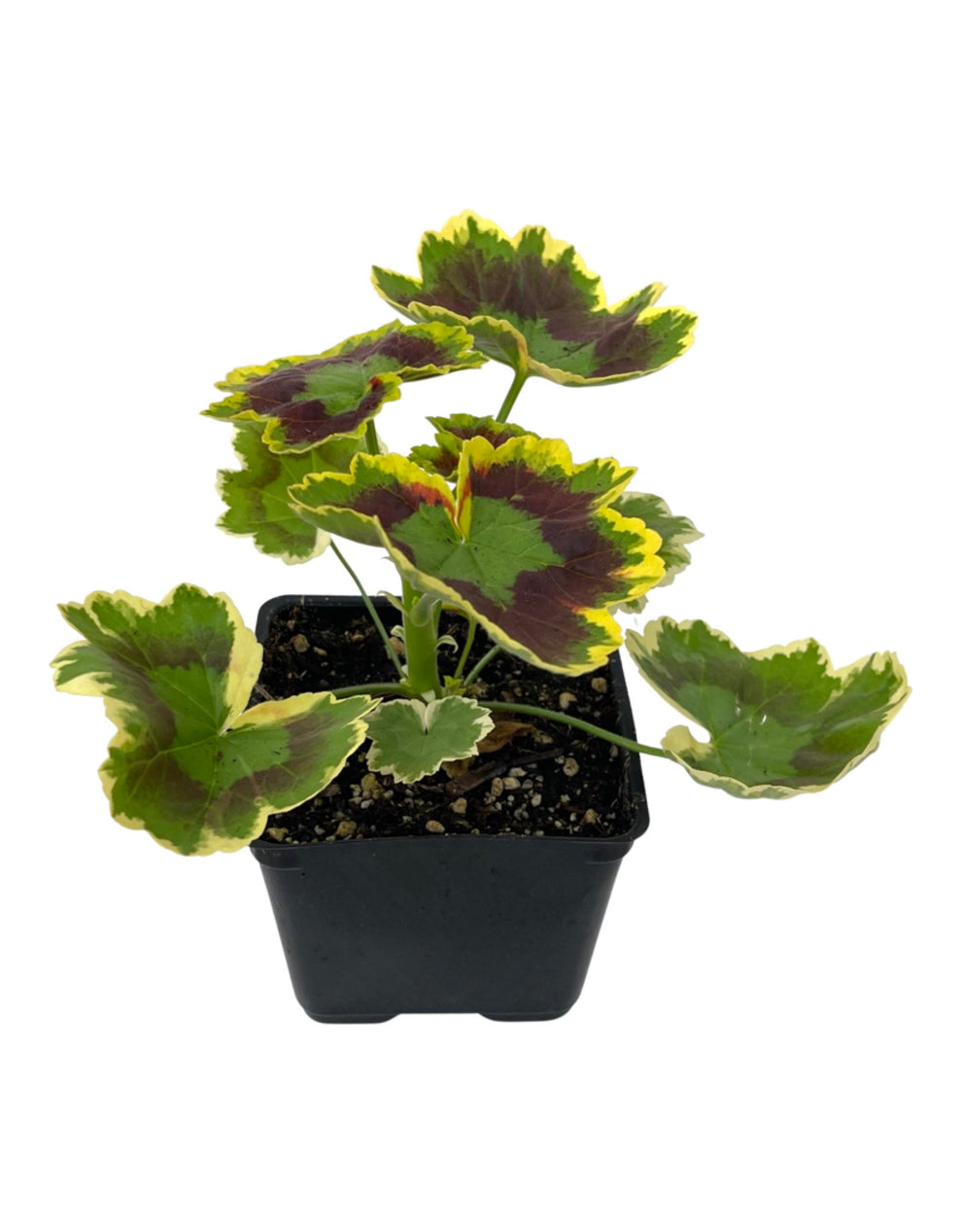 Geranium Fancy Leaf 'Tricolor' – The Garden Corner