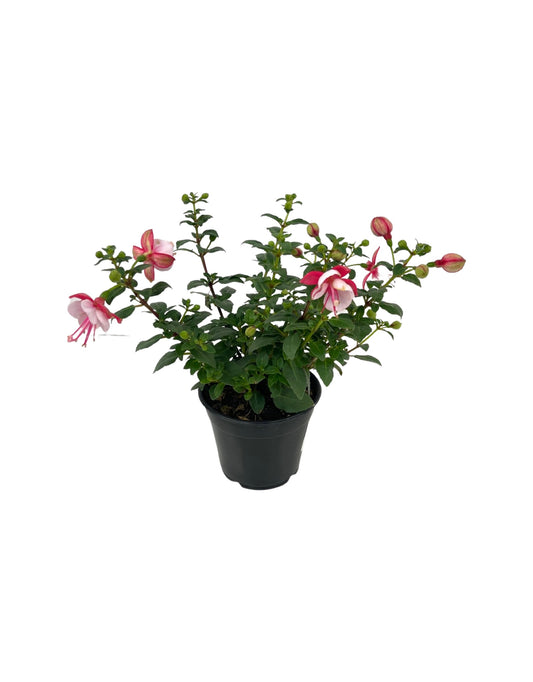 Fuchsia 'Windchimes' 4 Inch - The Garden Corner