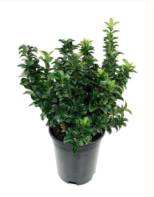 Euonymus japonicus 'Green Spire' - The Garden Corner