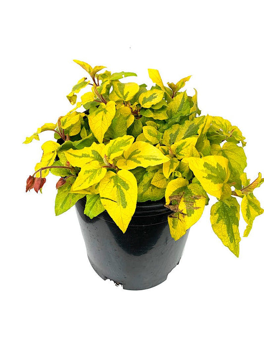 Cistus 'Mickie' 1 Gallon - The Garden Corner