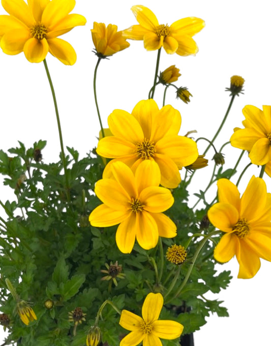 Bidens 'Golden Empire'
