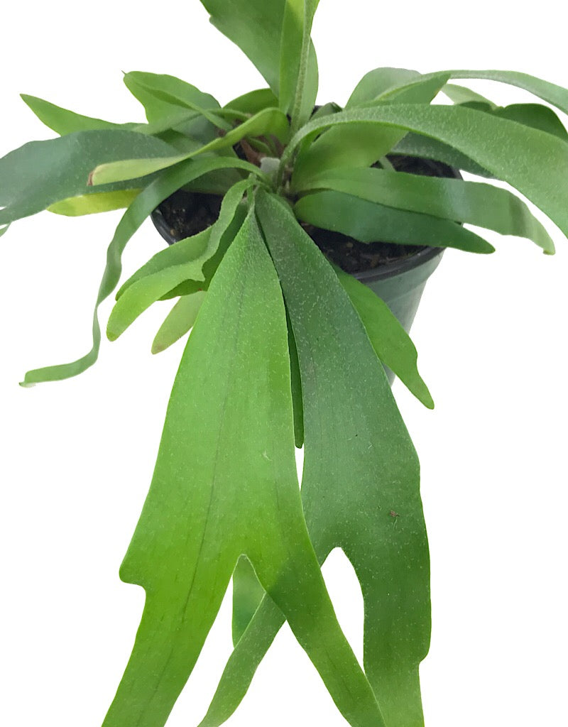 Platycerium bifurcatum - 4 inch - House Plants
