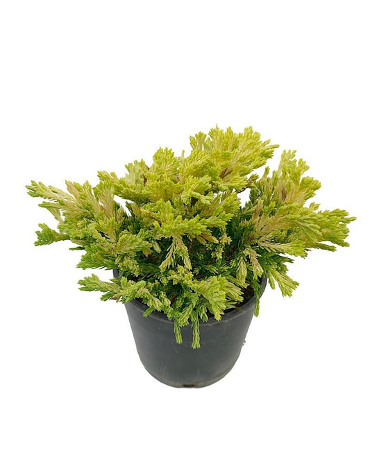 Juniperus horizontalis 'Gold Strike' 4 Inch - The Garden Corner