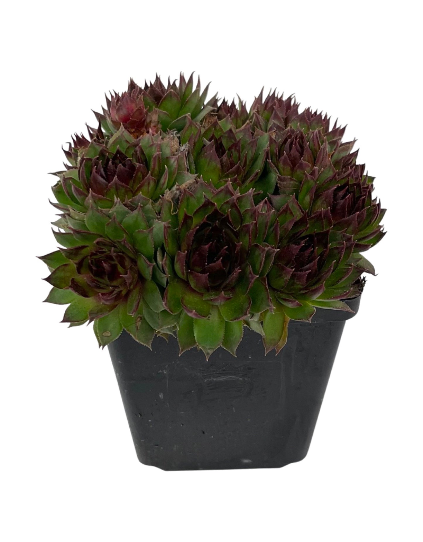 Sempervivum 'Sunset'