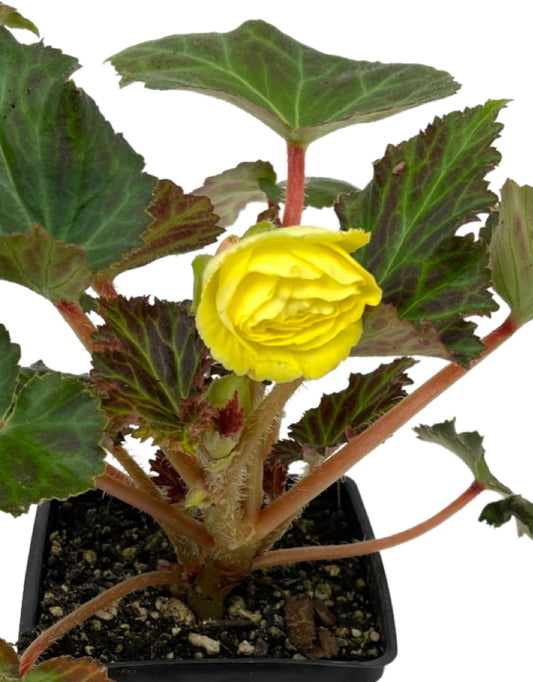 Begonia Nonstop Mocca 'Yellow'