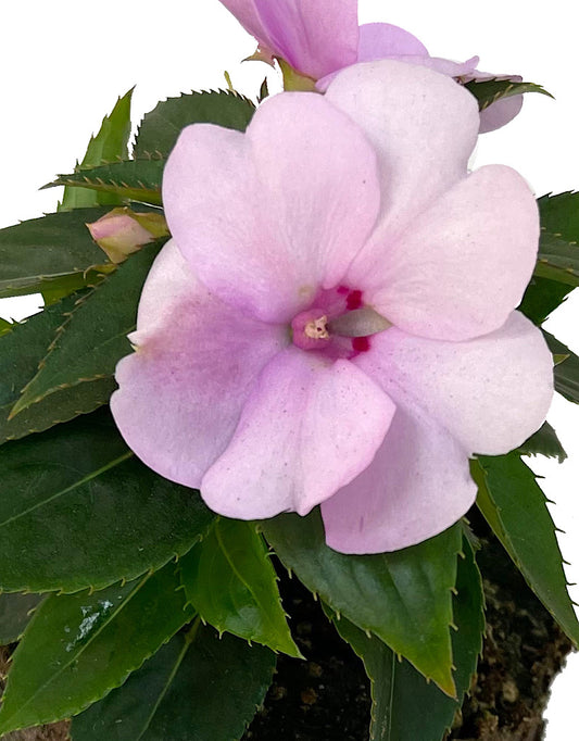 Sunpatiens 'Compact Orchid Blush'