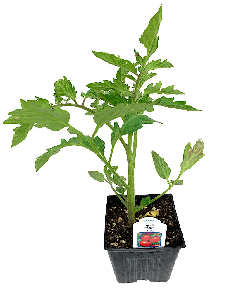 Tomato 'Ace' 4 Inch