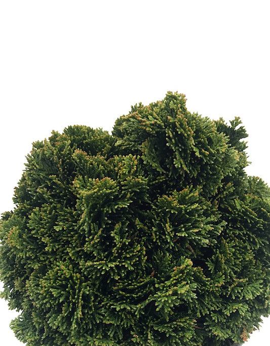 Cham. obtusa 'Just Dandy'- 1 gal