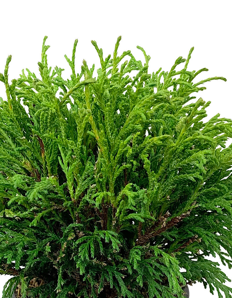 Chamaecyparis pisifera 'Filifera' 4 inch