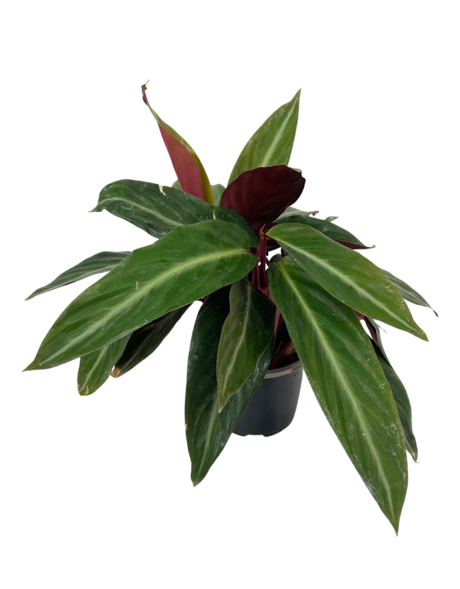 Stromanthe sanguinea - House Plants