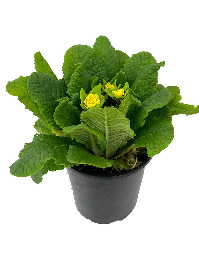 Primula belarina