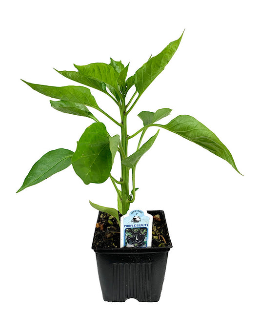 Pepper 'Purple Beauty'