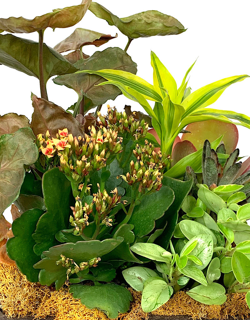 GC Exclusive 16 - Planters