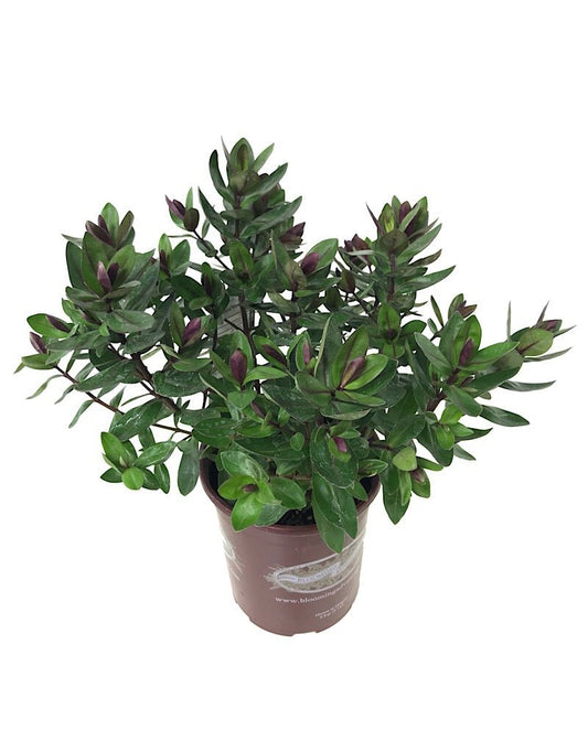 Hebe 'Alicia Amherst' 1 Gallon - The Garden Corner