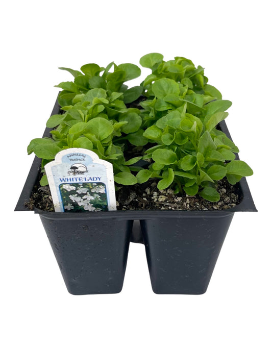 Lobelia 'White Lady'