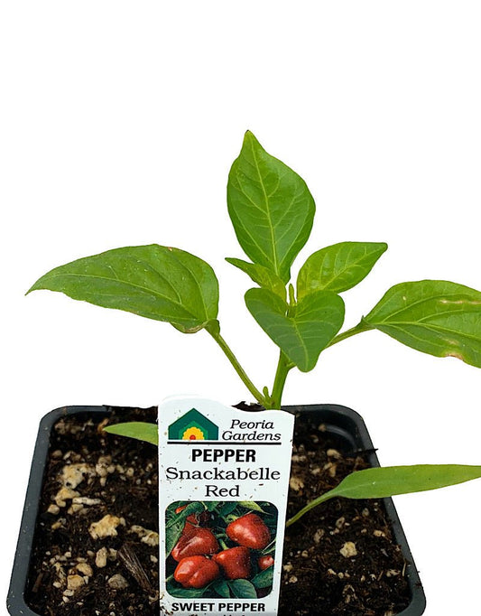 Pepper 'Snackabelle Red' 4 inch - The Garden Corner