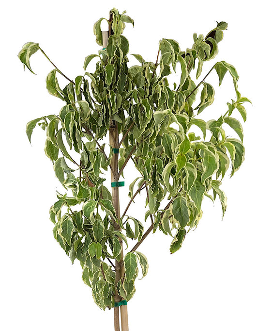 Cornus kousa 'Samzam'
