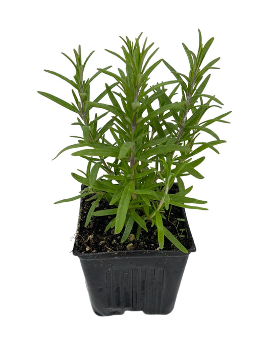 Rosmarinus officinalis 'Barbecue' 4 Inch