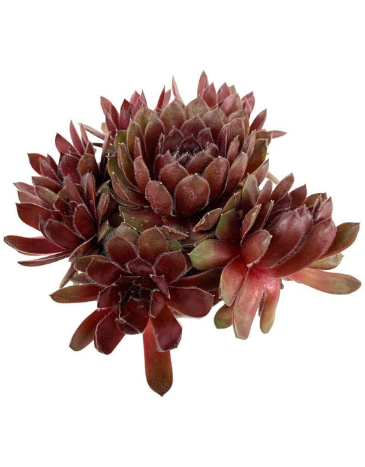 Sempervivum 'Dea' 4 Inch - The Garden Corner