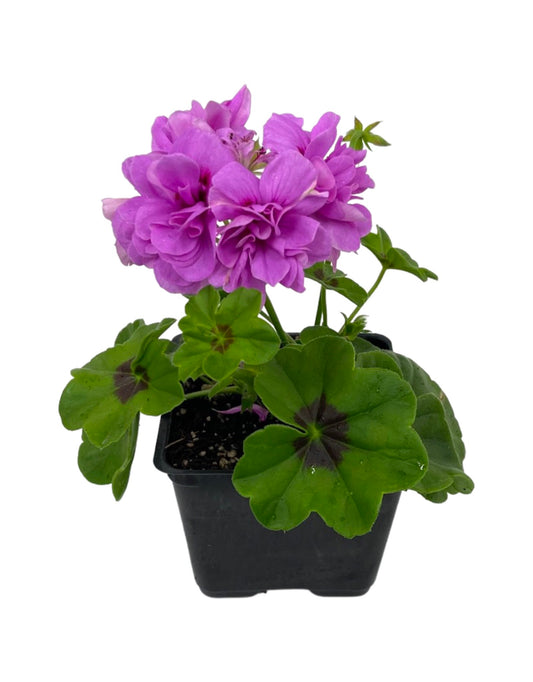 Ivy Geranium 'Great Balls of Fire Lavender'
