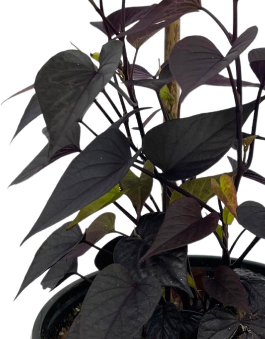 Ipomoea 'Solar Tower Black 6 Inch - The Garden Corner
