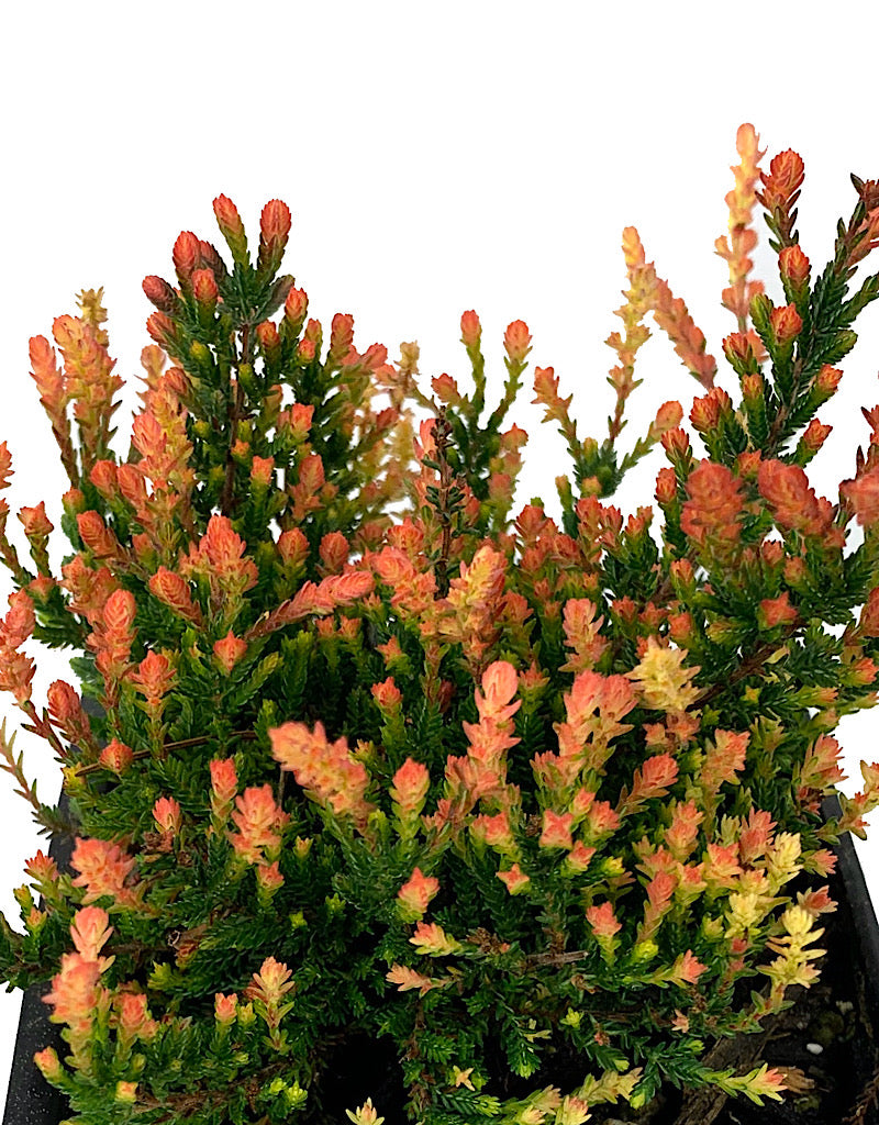 Calluna vulgaris 'Spring Torch'